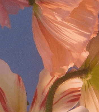 Petal Power